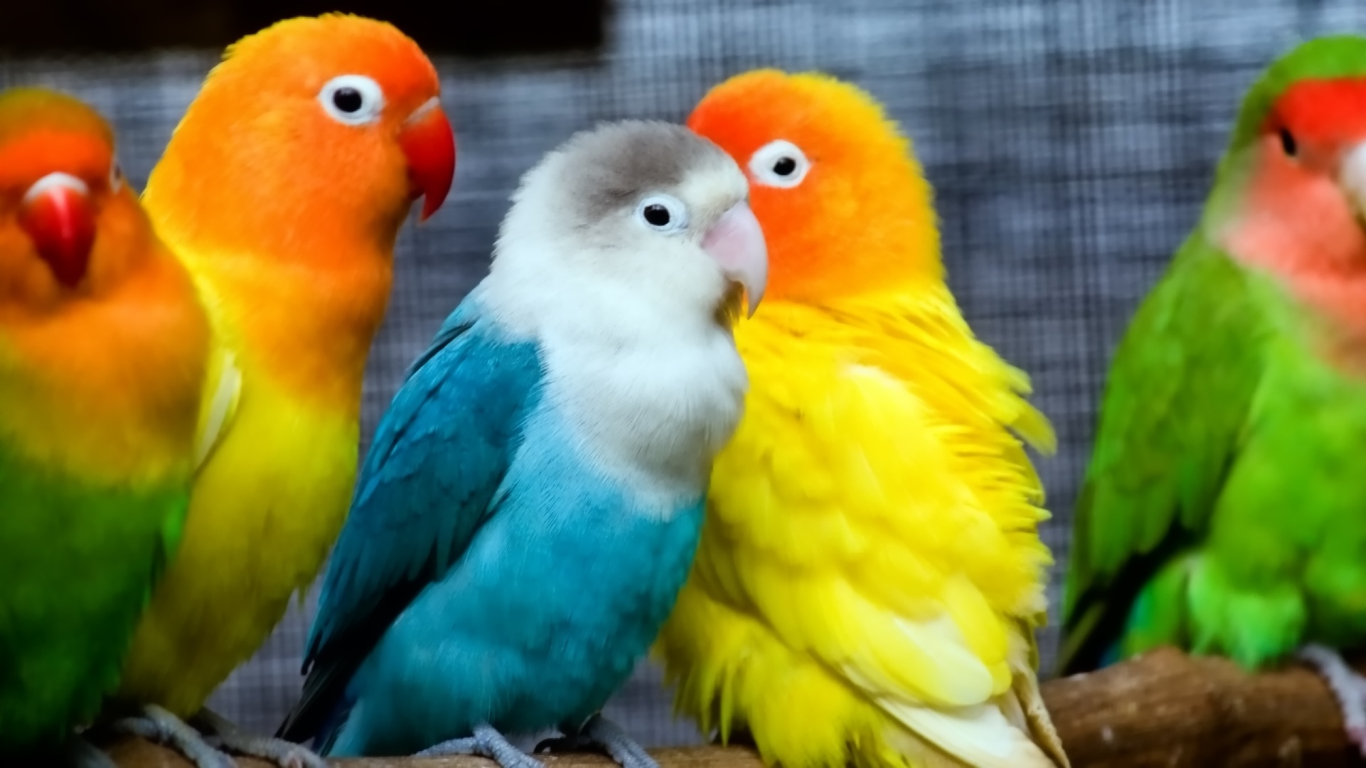cute-parrot-wallpapers
