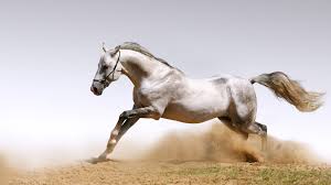 Animal-pictures-wallpapers-hd-horse-photos-wallpaper