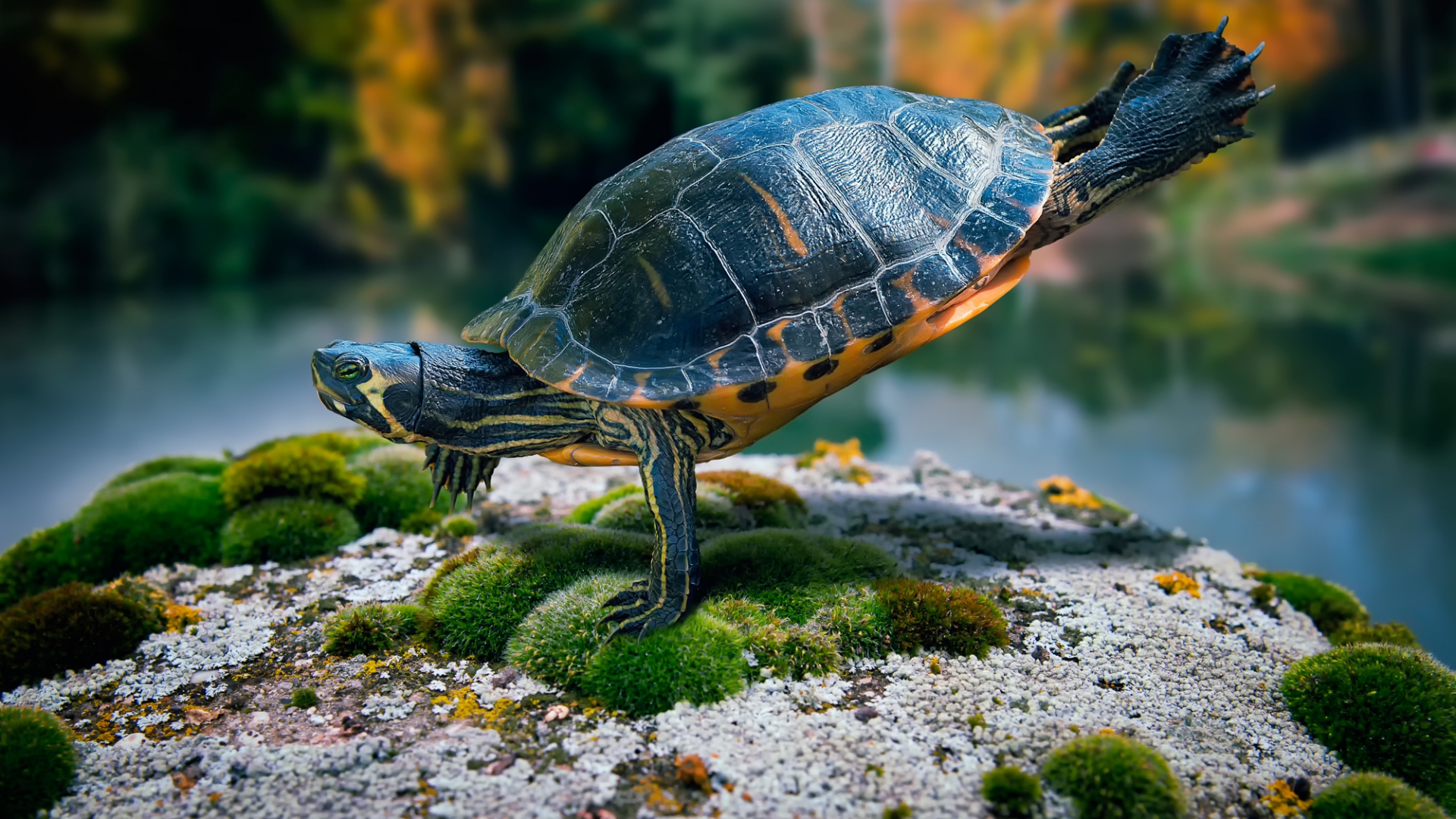 Full-HD-1080p-Turtle-Wallpapers-full-hd-download-high-definiton-wallpapers