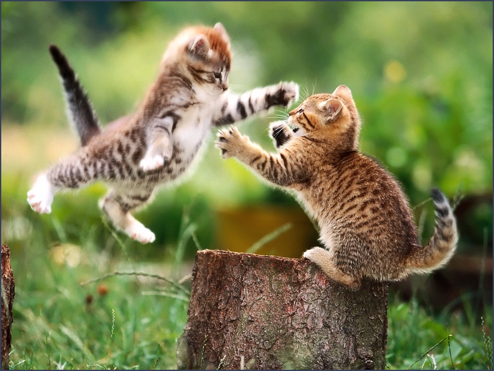 funny-cat-fight-11-desktop-background