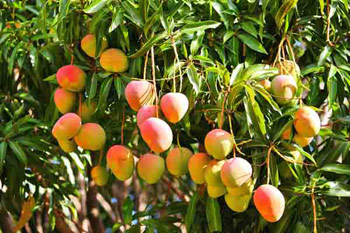 National Fruit of India