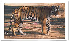 National Animal, Tiger is a national animal of India