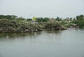 Uppalapadu Bird Sanctuary