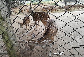 Deer Park Tirumala.