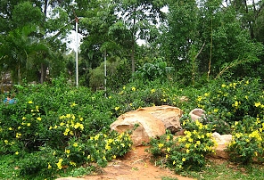 Rock Garden