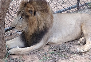 SV ZOO LION SAFARI