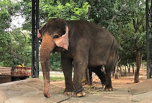 Sri Venkateswara Zoological Park