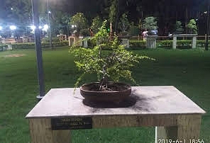 Bonsai Garden