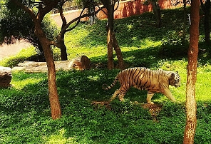 Indira Gandhi Zoological Park