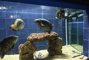 Matsya Darshini, Aquarium with various fish & tortoises