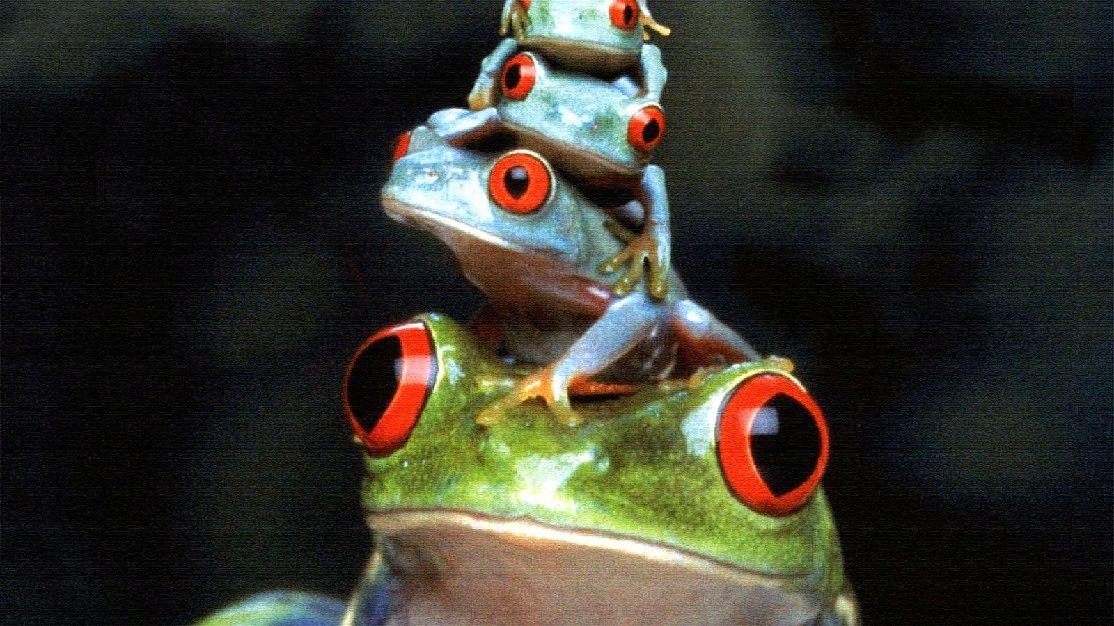 Frog Wallpapers