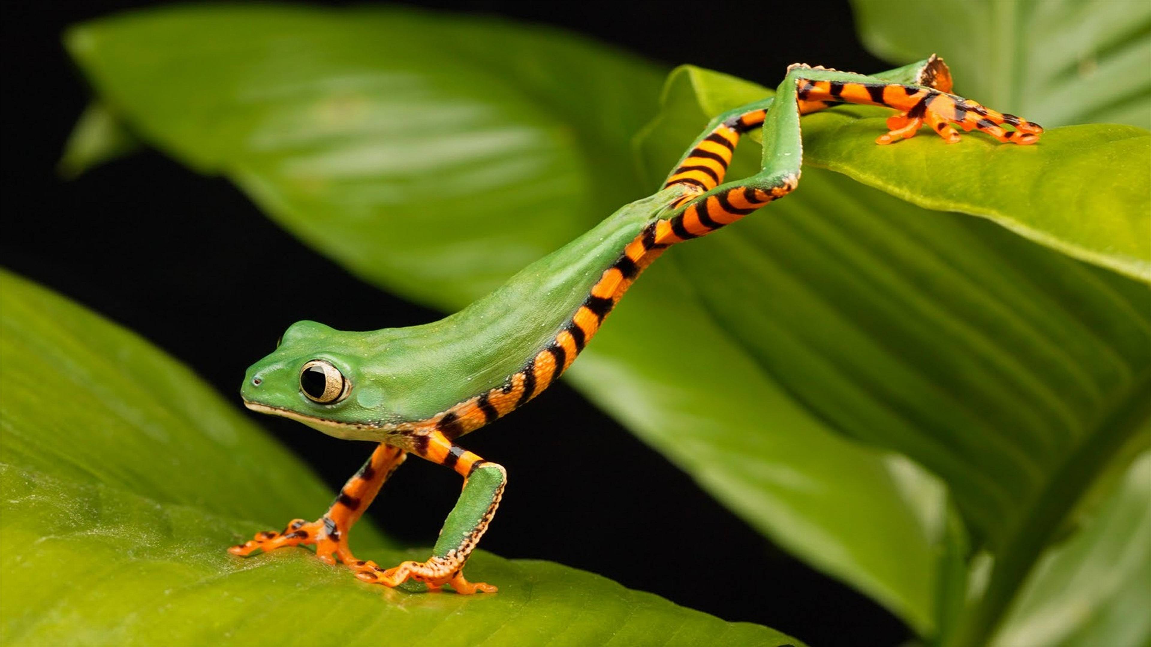Frog Wallpapers