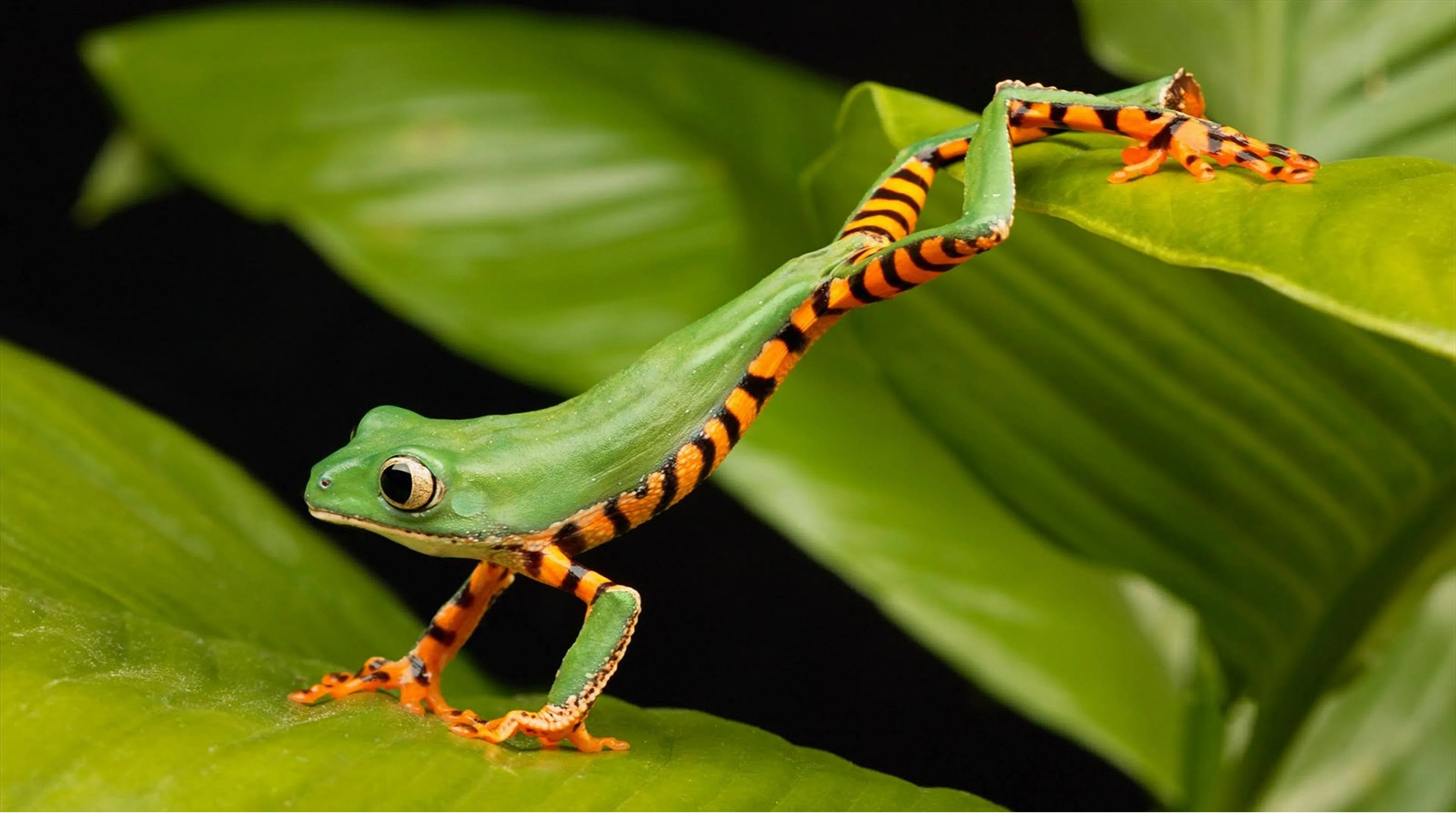 frog wallpapers