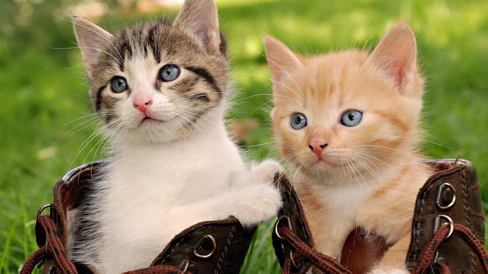cat wallpapers