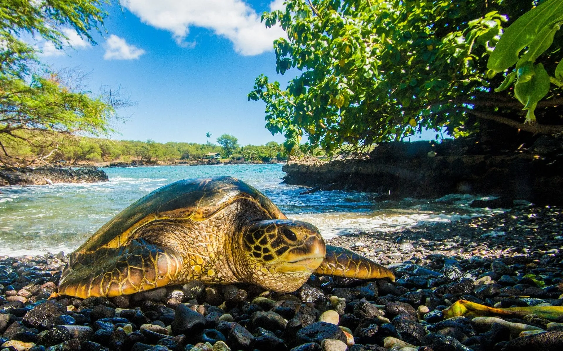 sea turtle wallpapers 3