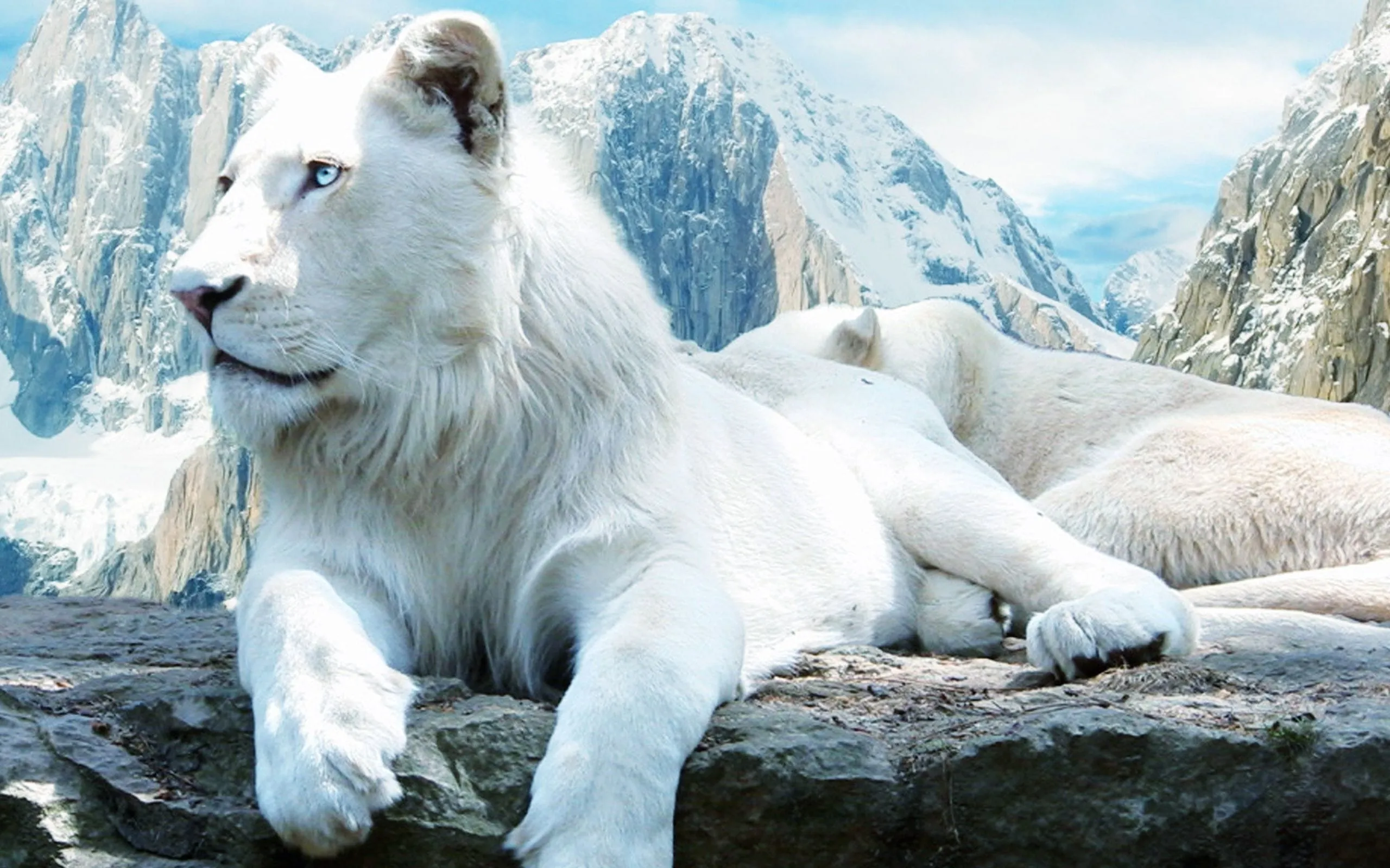 white lion wallpapers