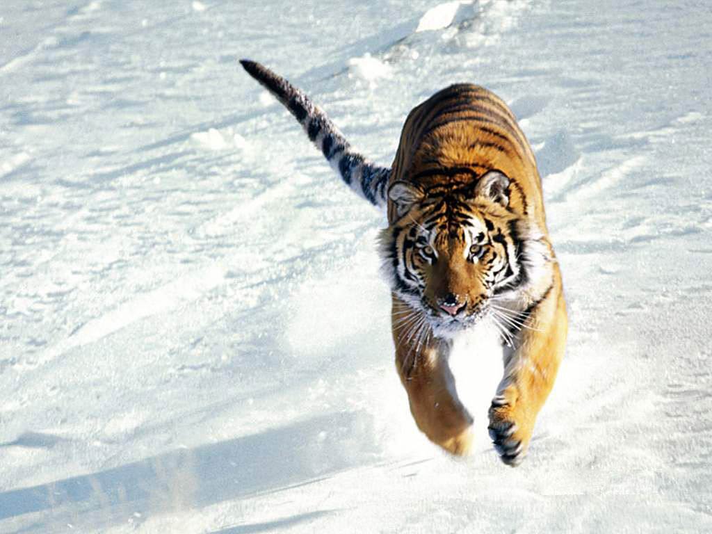 animal pictures tiger wallpapers hd tiger wallpaper