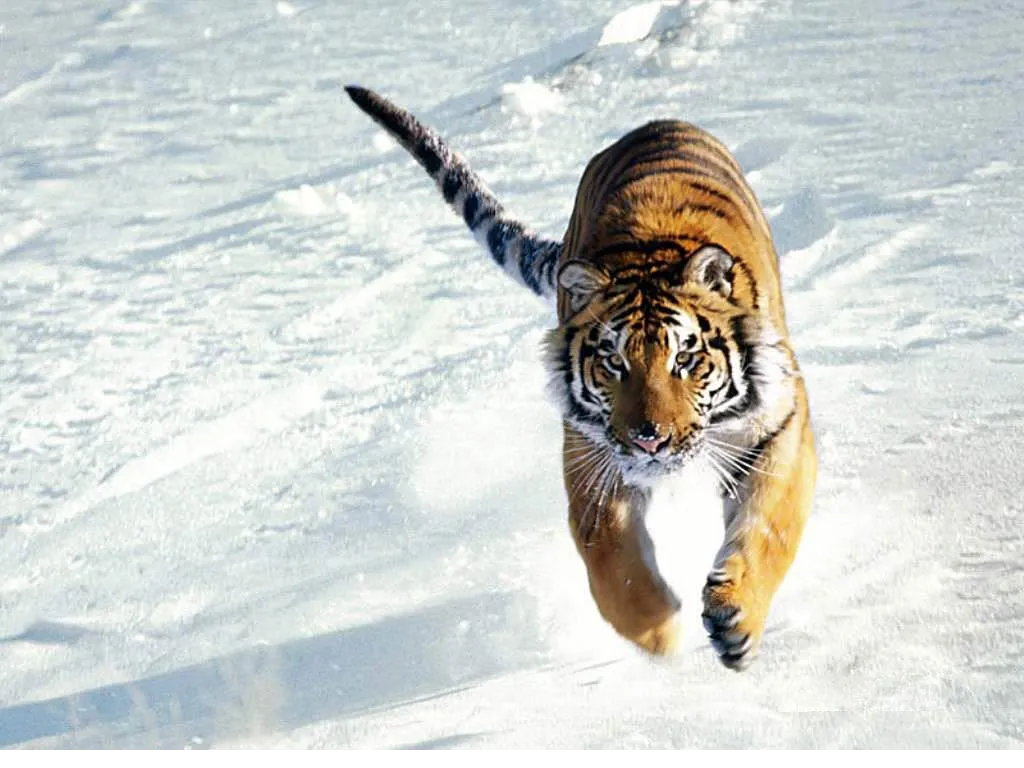 animal pictures tiger wallpapers hd tiger wallpaper