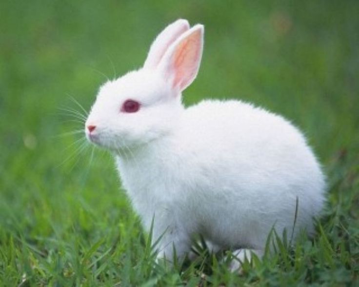 rabit-wallpaper-pictures-wallpaper