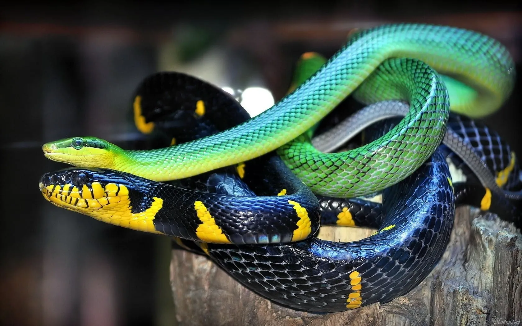 snake wallpapers