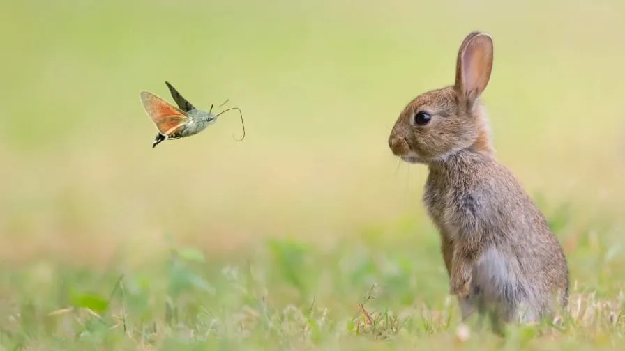 baby rabbit wallpaper hd