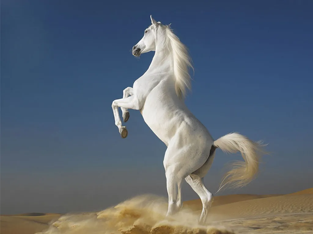 animal pictures horse wallpapers hd photos horse wallpaper 3