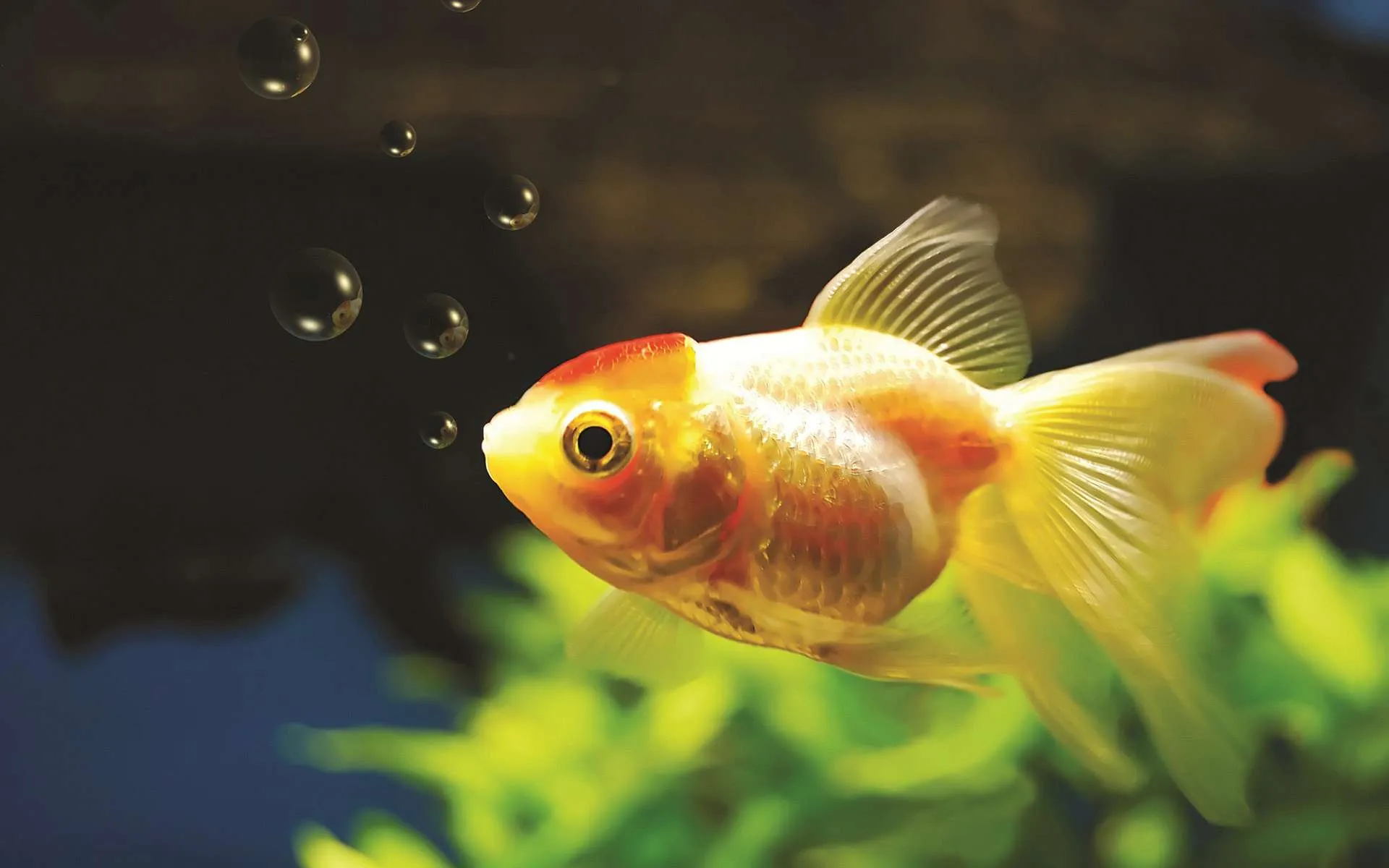 fish wallpapers