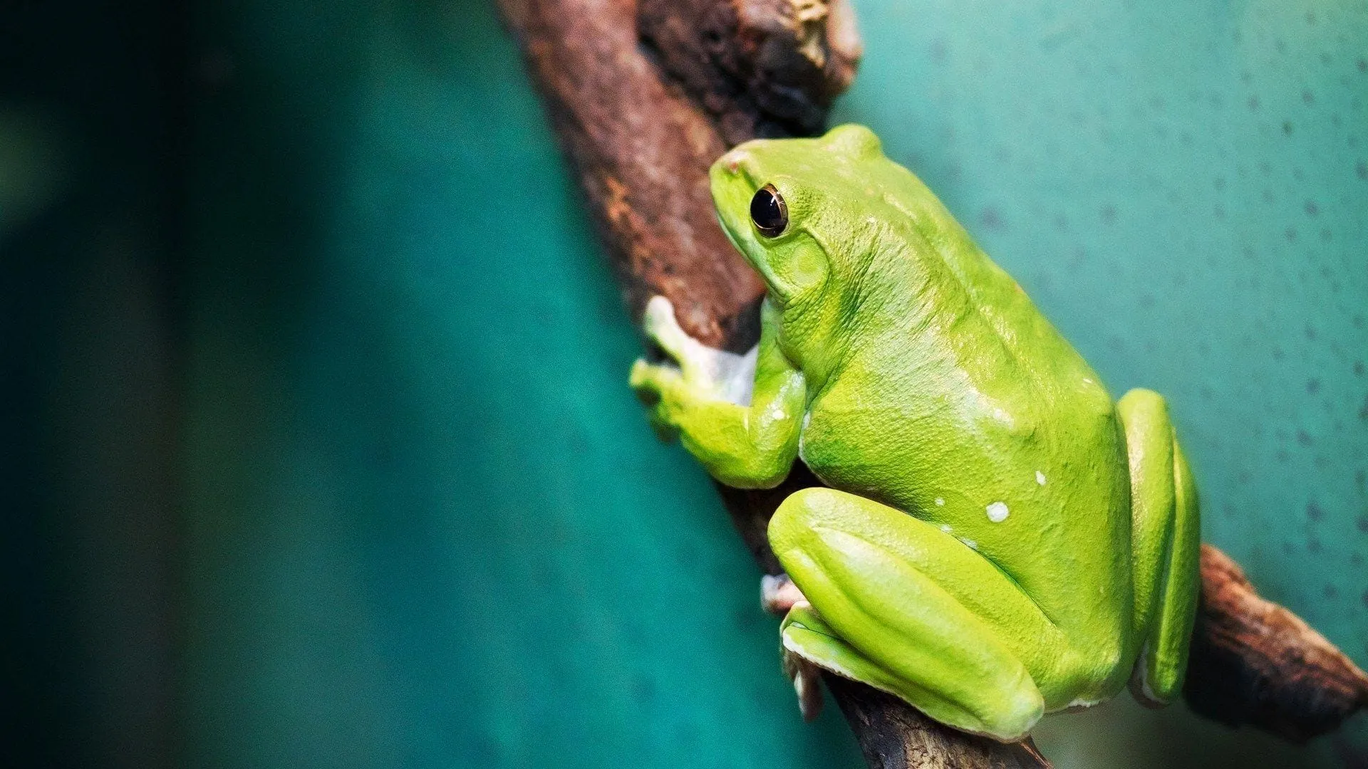 frog wallpapers 5