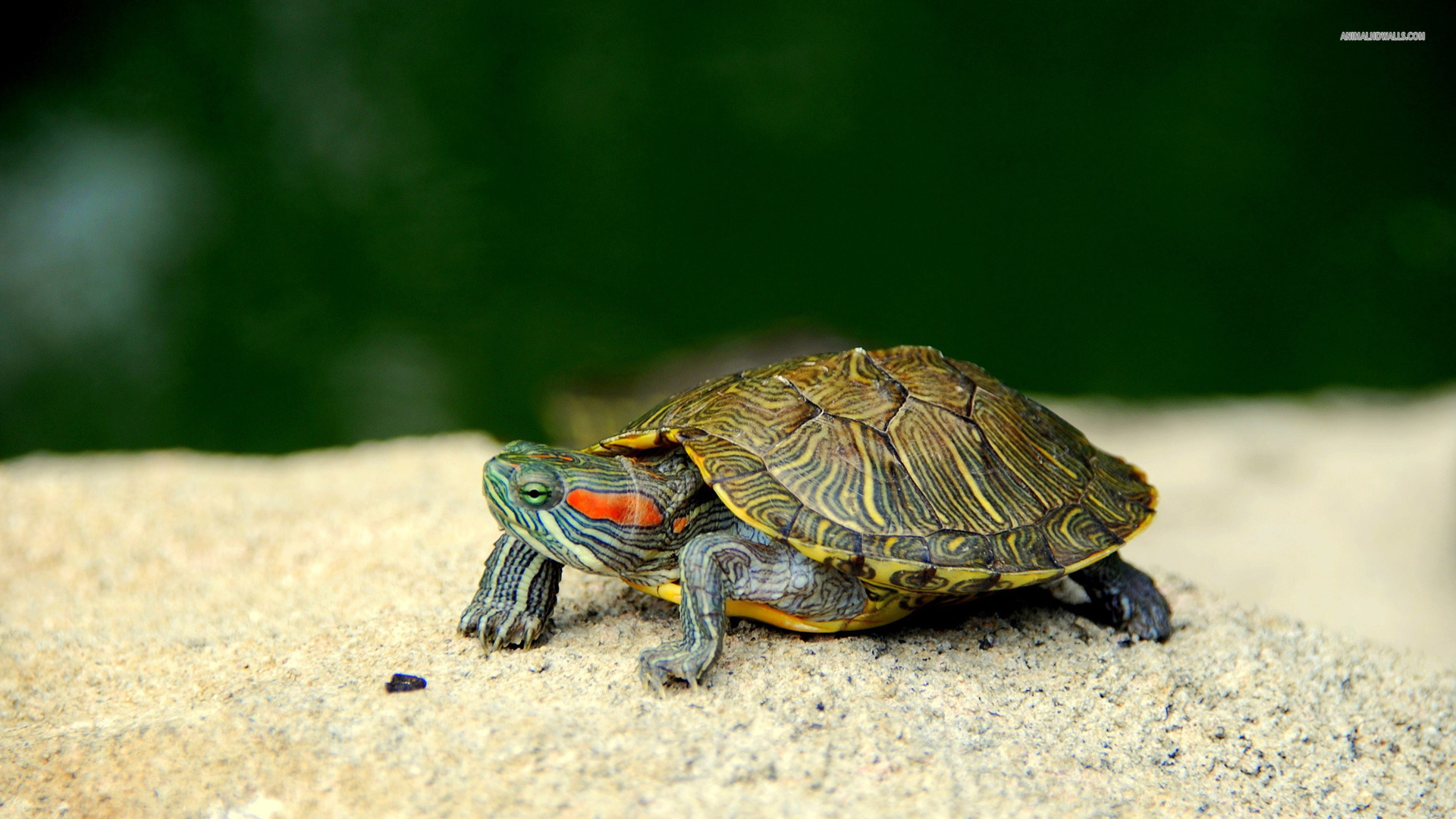 sea-turtle-wallpapers