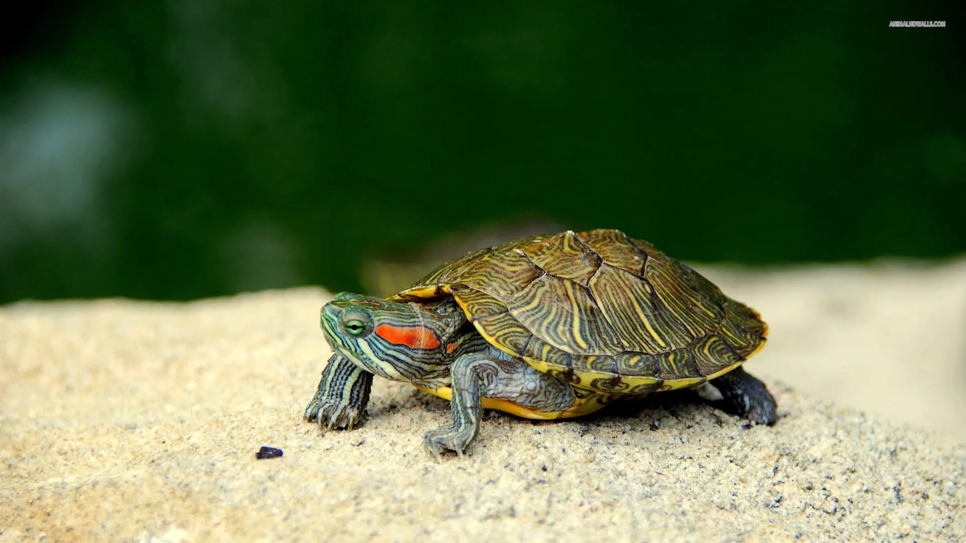 sea turtle wallpapers