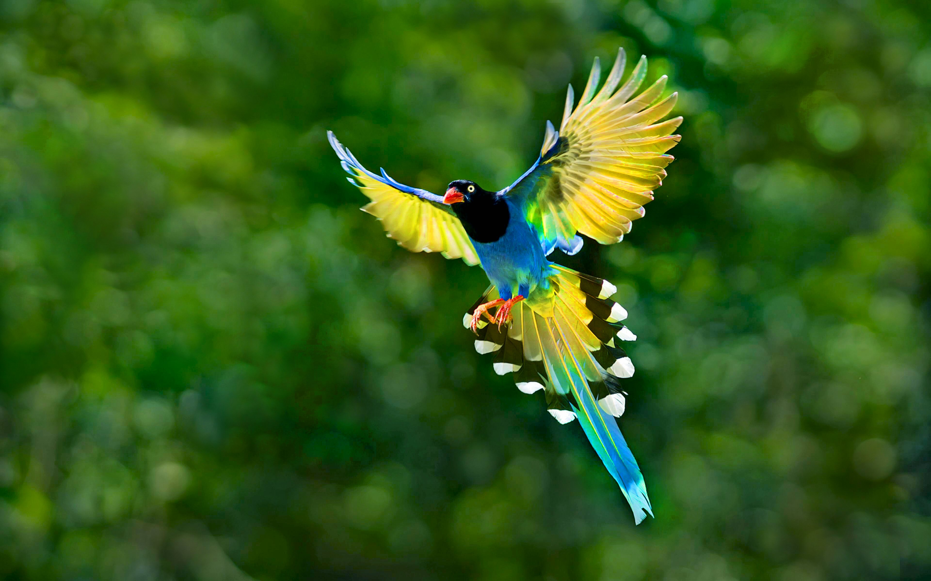 Birds Wallpapers