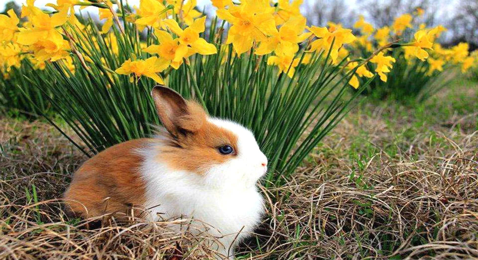 free spring wallpaper