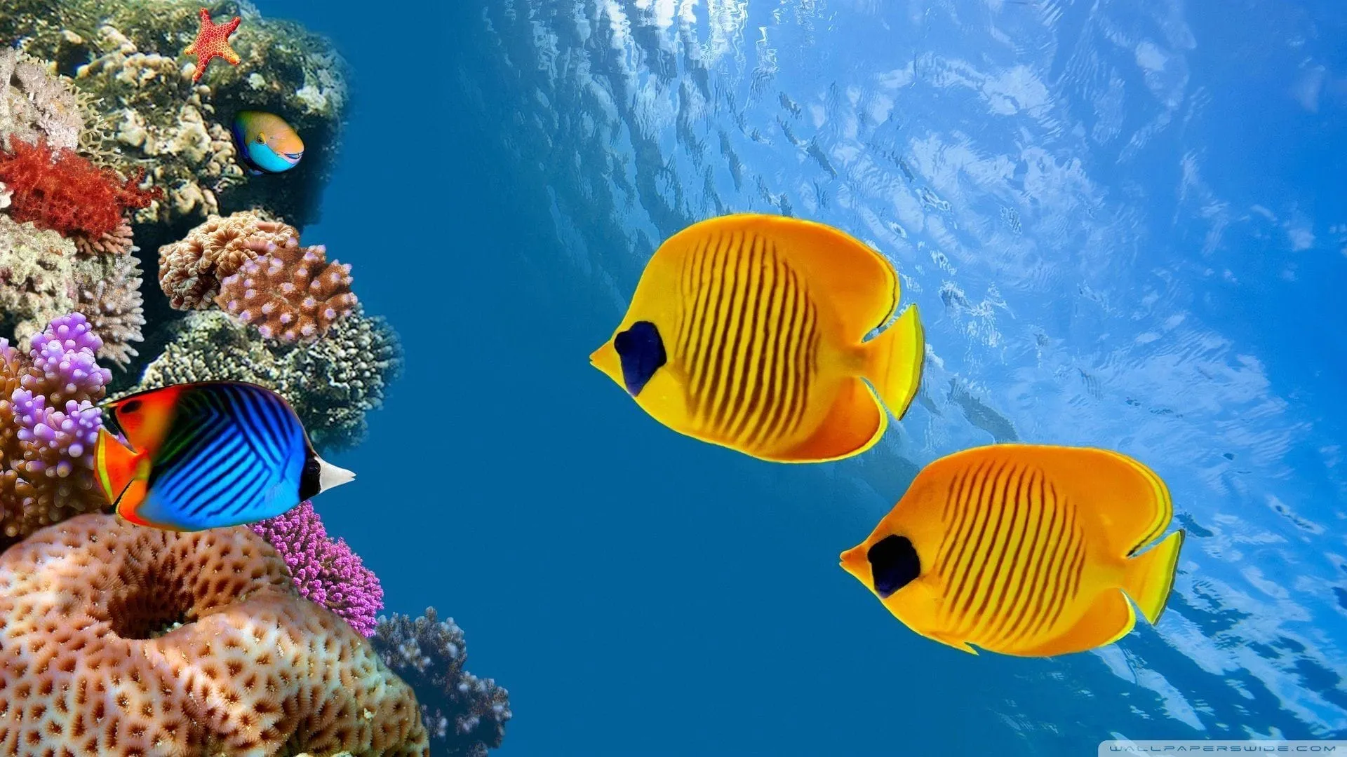 fish wallpapers 2