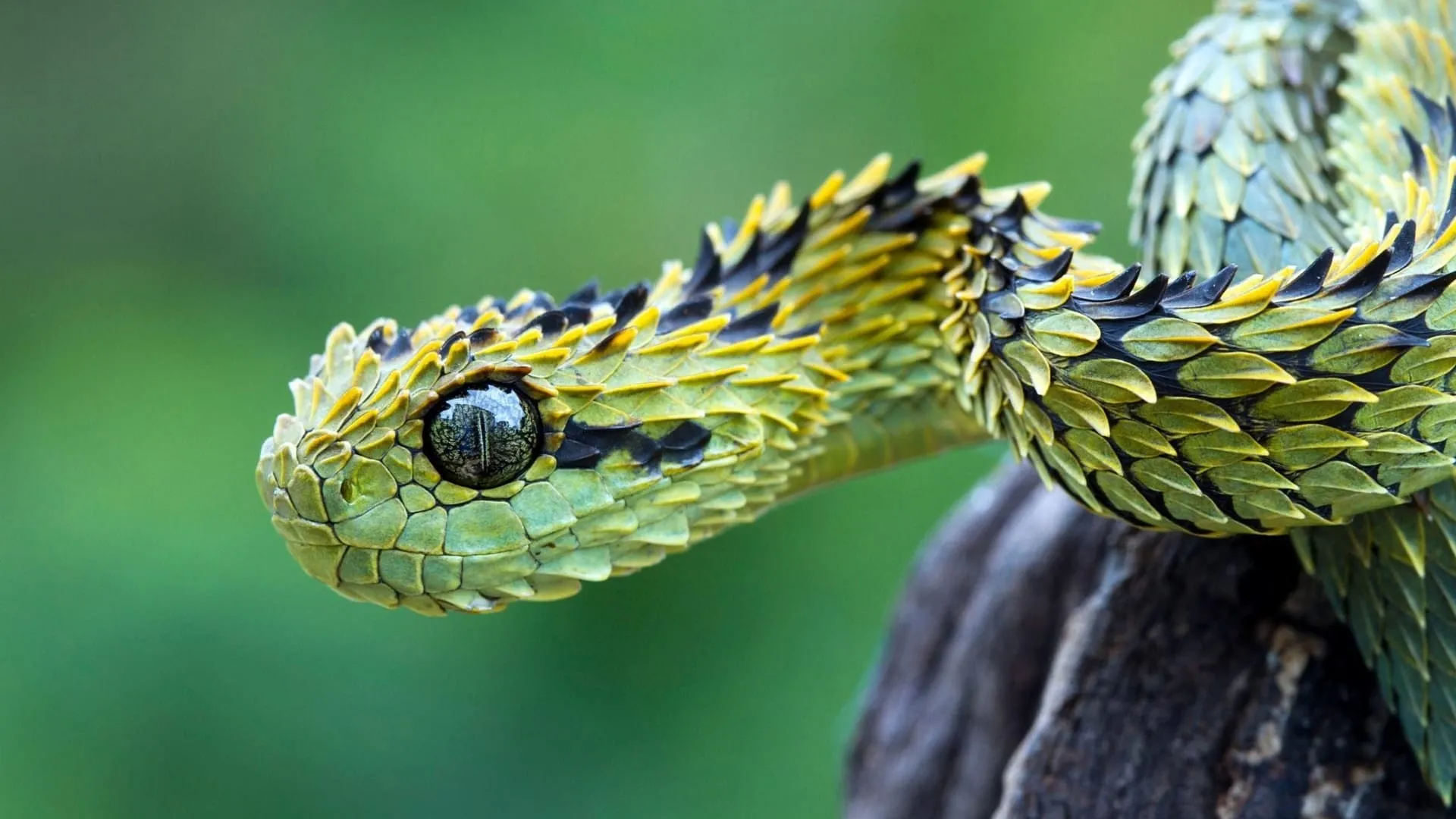 snake wallpapers 2