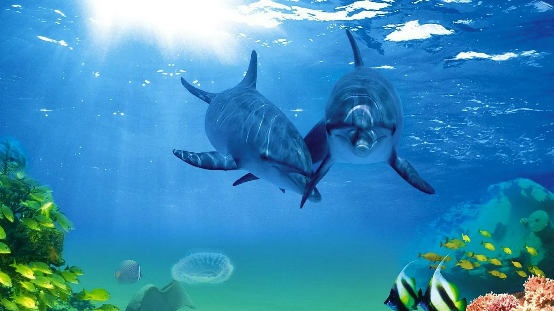 fish wallpapers 3