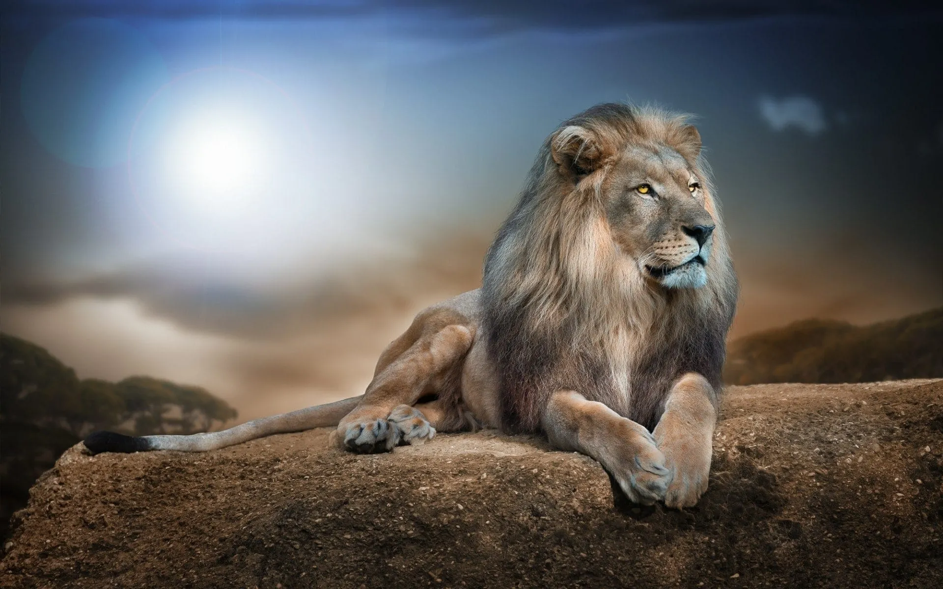 lion wallpapers