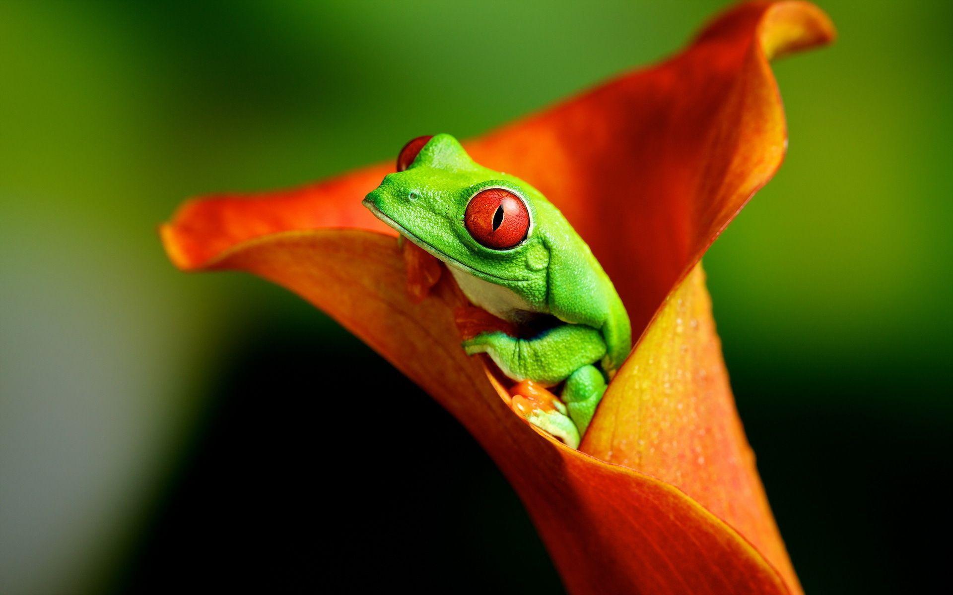 Frog Wallpapers