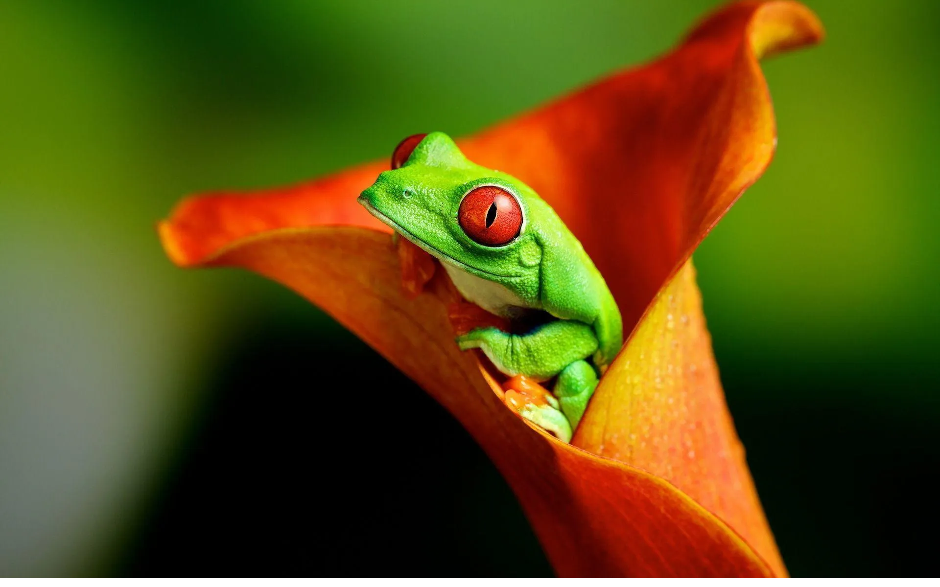 frog wallpapers 3