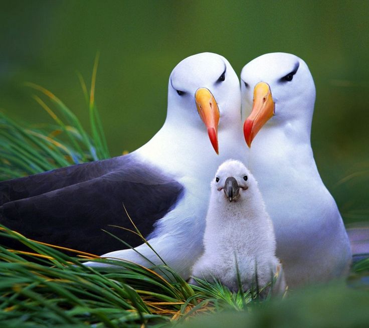 love-birds-pretty-birds