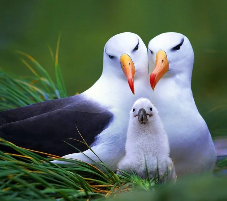 love birds pretty birds