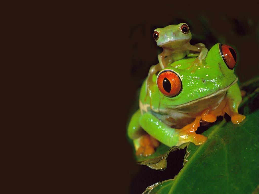 Frog Wallpapers