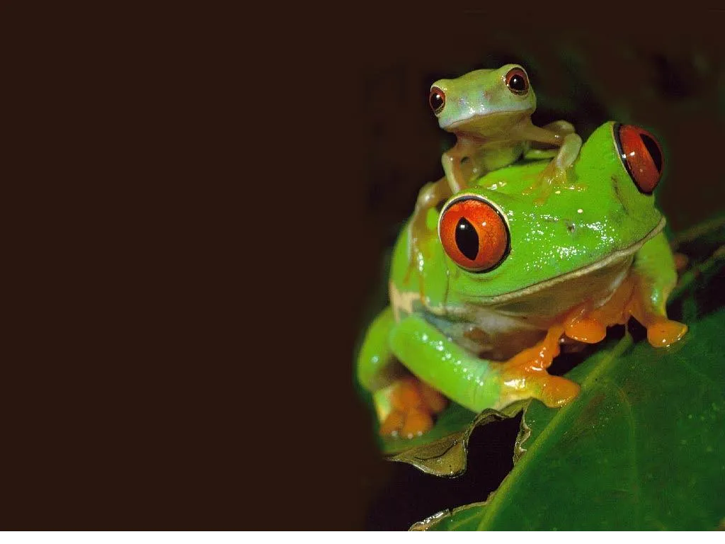 frog wallpapers 4