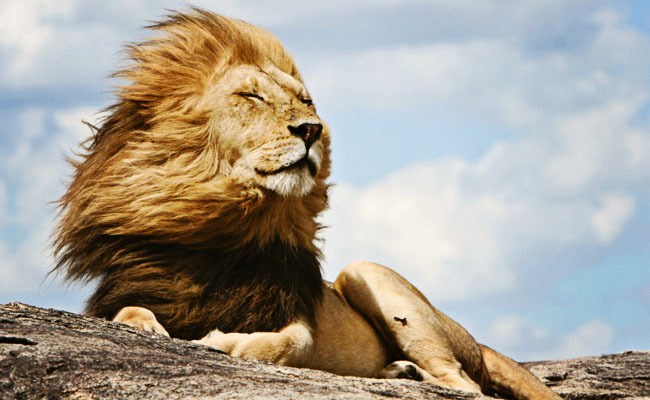 Amazing-Wallpaper-of-tiger-in-Full-HD-Wallpaper
