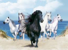 Animal-pictures-horse-wallpapers-hd-photos-wallpaper