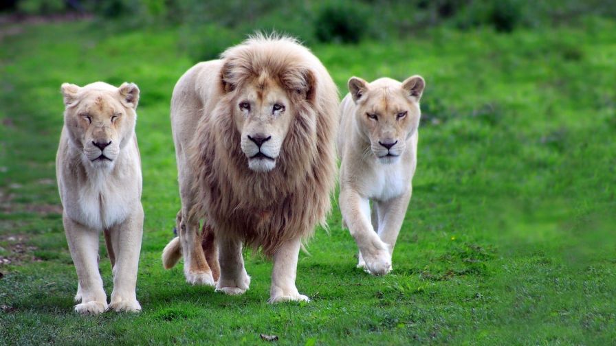 Animal-pictures-wallpapers-hd-lion-photos-wallpaper