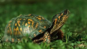 Animal-pictures-wallpapers-tortoise-photos-wallpaper