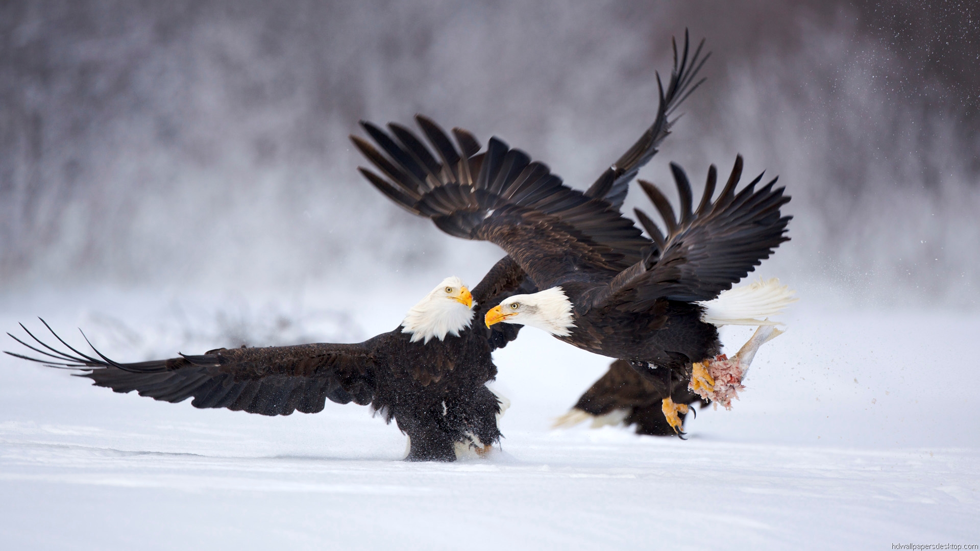 Animals-Wallpapers-Full-HD