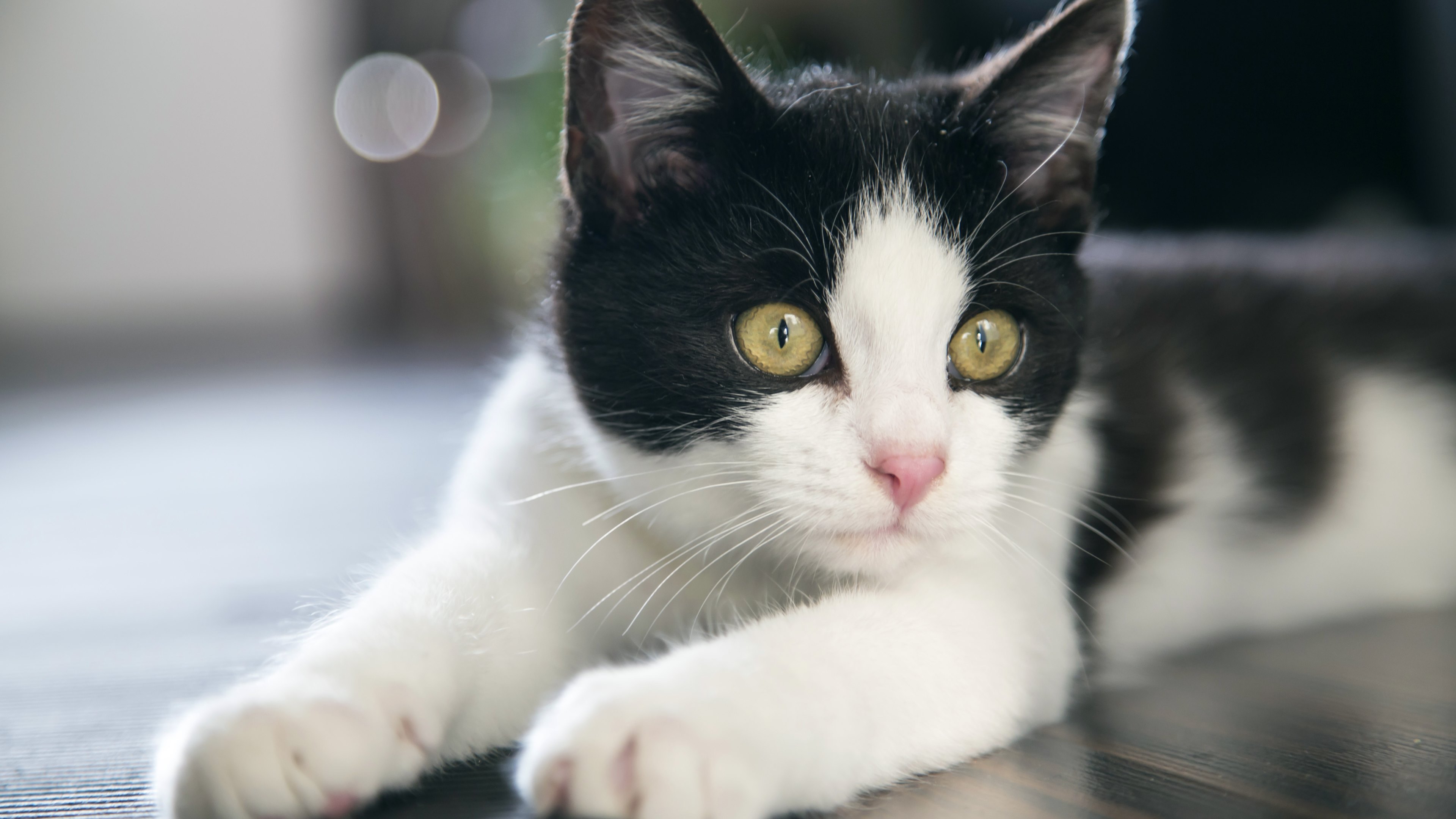 Beautiful_Cat_Portrait_uhd