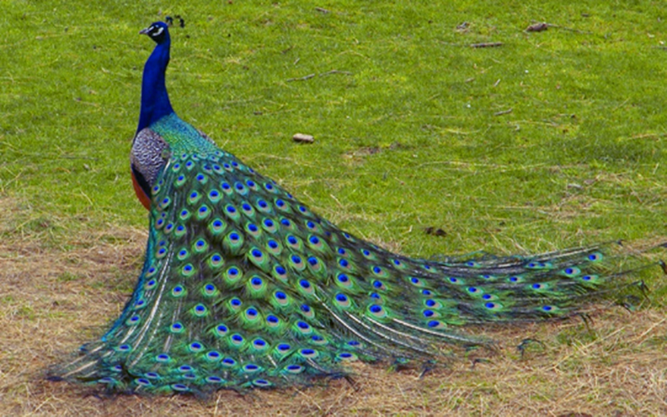 Beautiful_Peacock_Bird_HD_Desktop_Wallpaper_Background