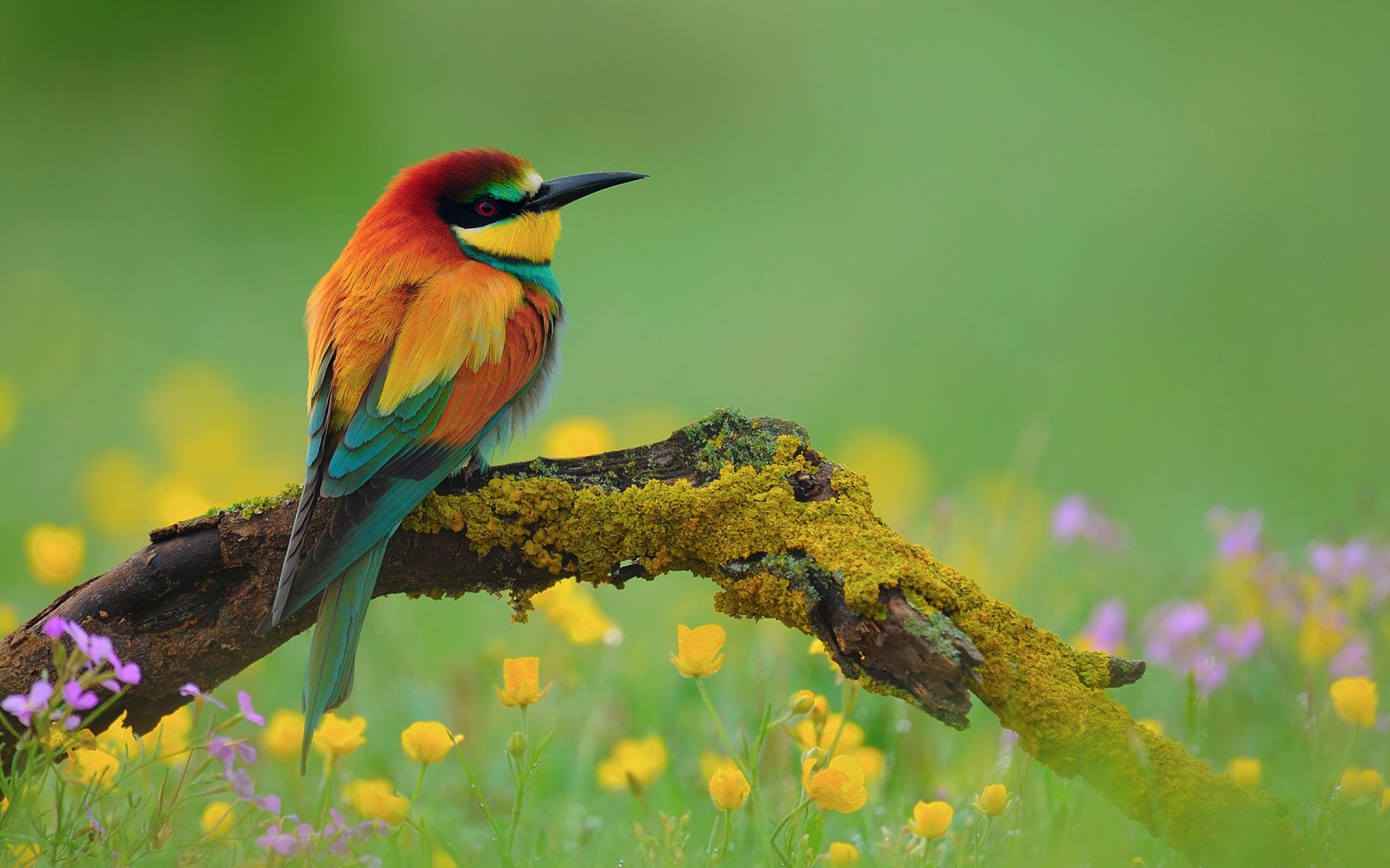 Bird-wallpaper-download-free